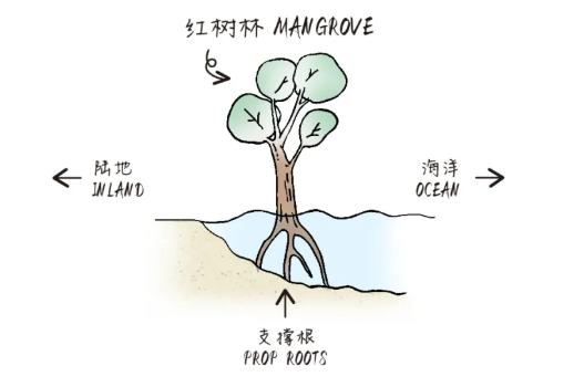 梦幻西游手游植物种子,梦幻西游手游植树