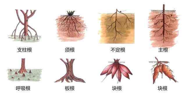 梦幻西游手游植物种子,梦幻西游手游植树