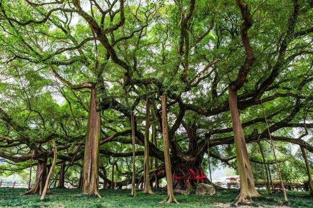 梦幻西游手游植物种子,梦幻西游手游植树