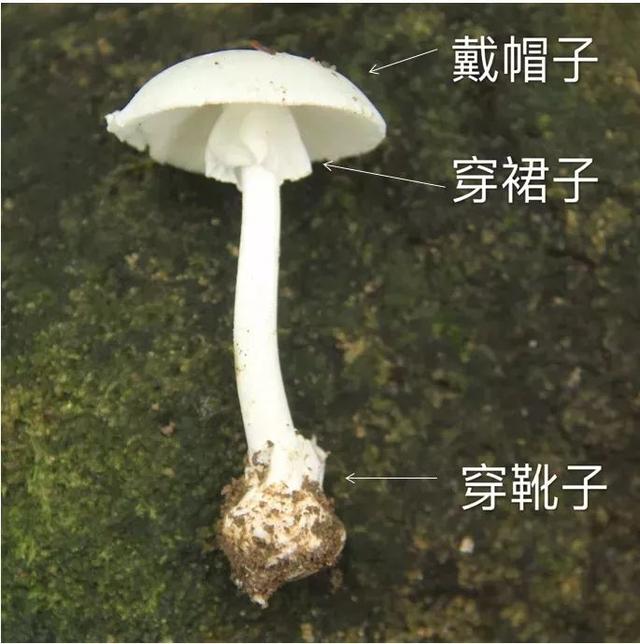 致命通缉令手游下载,全球通缉游戏