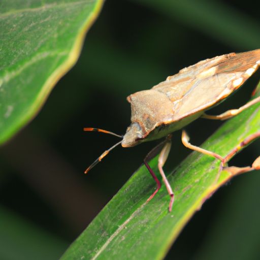 cf手游bug（cf手游bug最新教学）